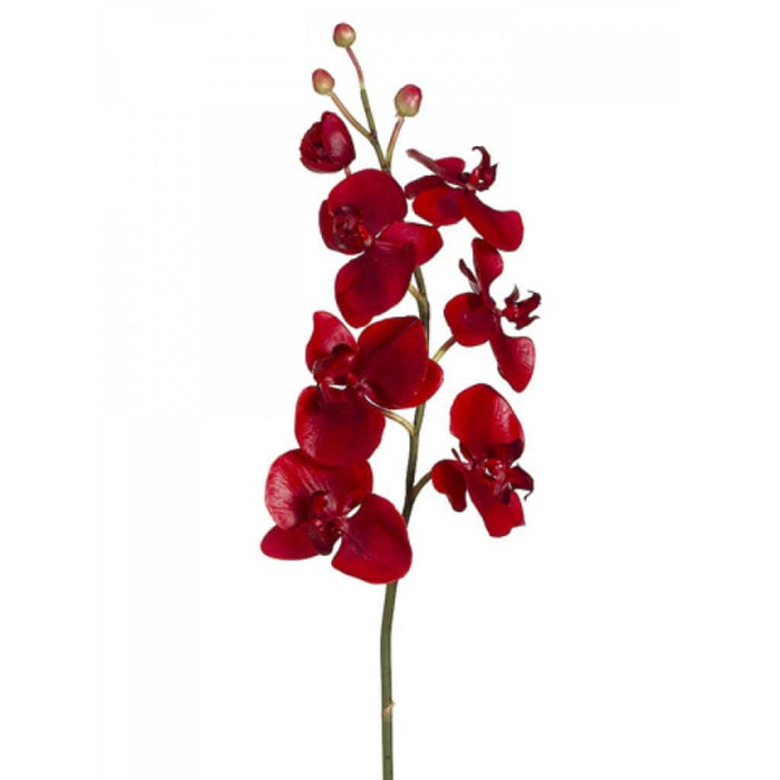 38"Phalaenopsis Spray Re 