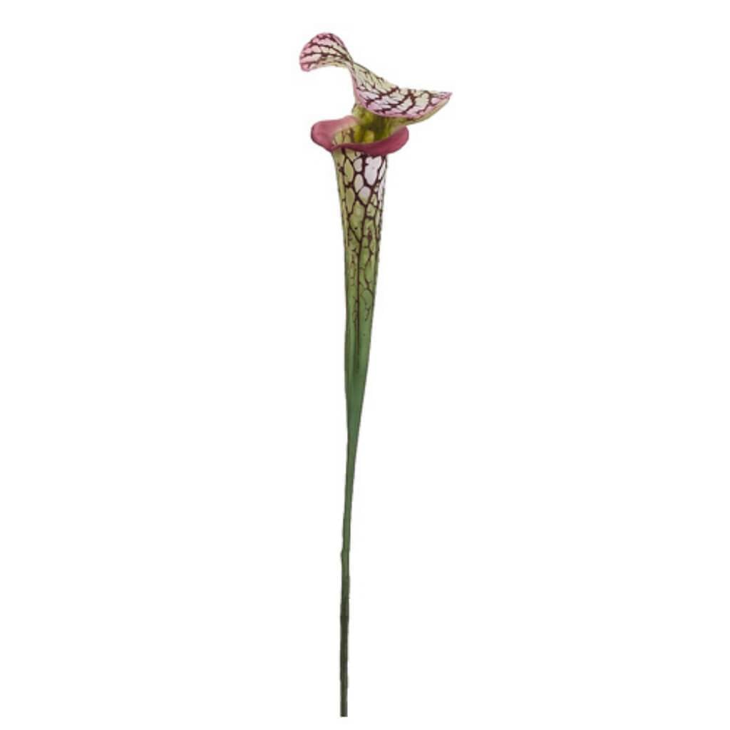 28"Pitcher Plant Spray Gr/Bu 