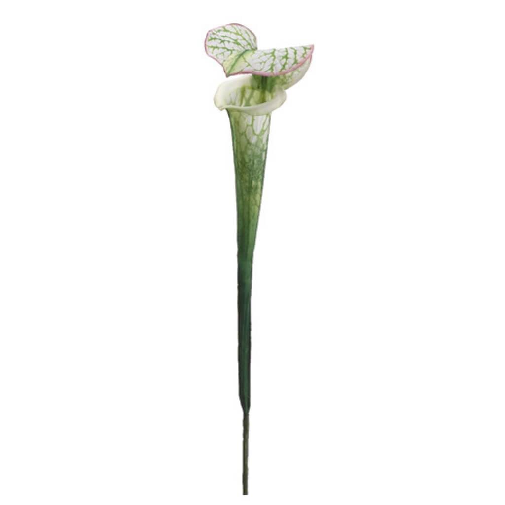 28&quot;Pitcher Plant Spray Gr/Wh 