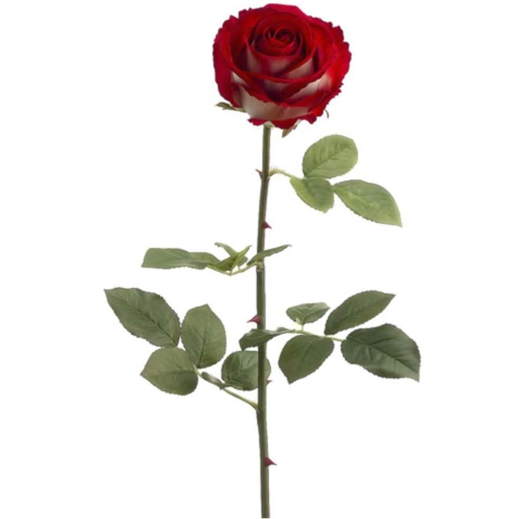 27"Vicky Brown Rose Sp.Re/Wh 