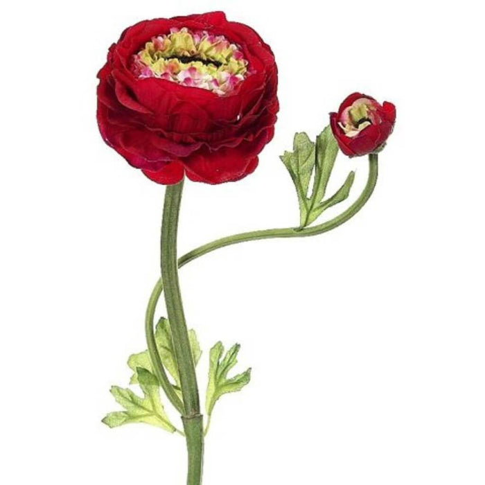 20"Dbl Ruff Ranunculus Sp.Bt 
