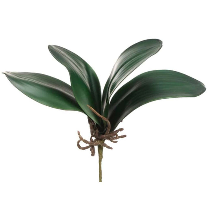 12"Phalaenopsis Leaf Sp. Gr 