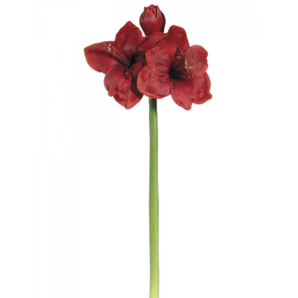 25"Amaryllis Spray Re/Dk 