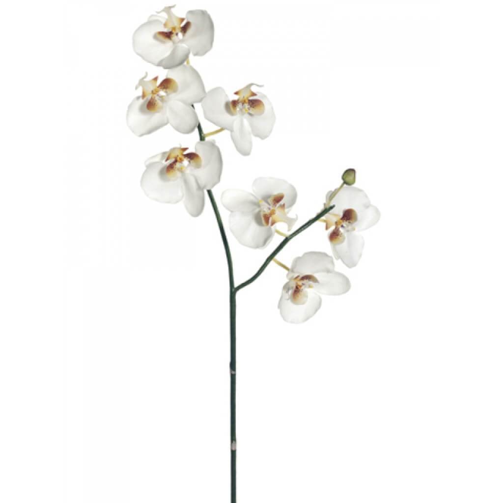 31&quot;Phalaenopsis Sp.7F1B Wh 