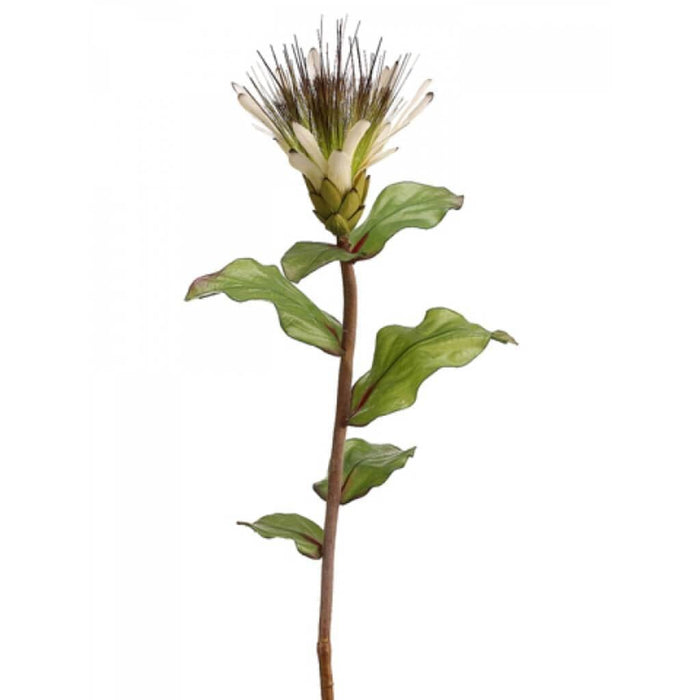 33"Protea Spray Cr/Gr 