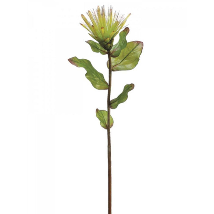 33"Protea Spray Gr 