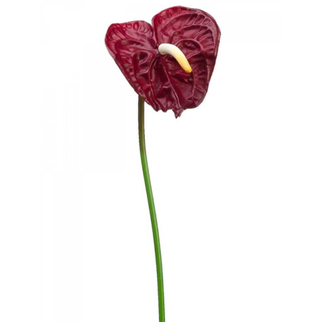 26&quot;Sm Anthurium Spray Re 