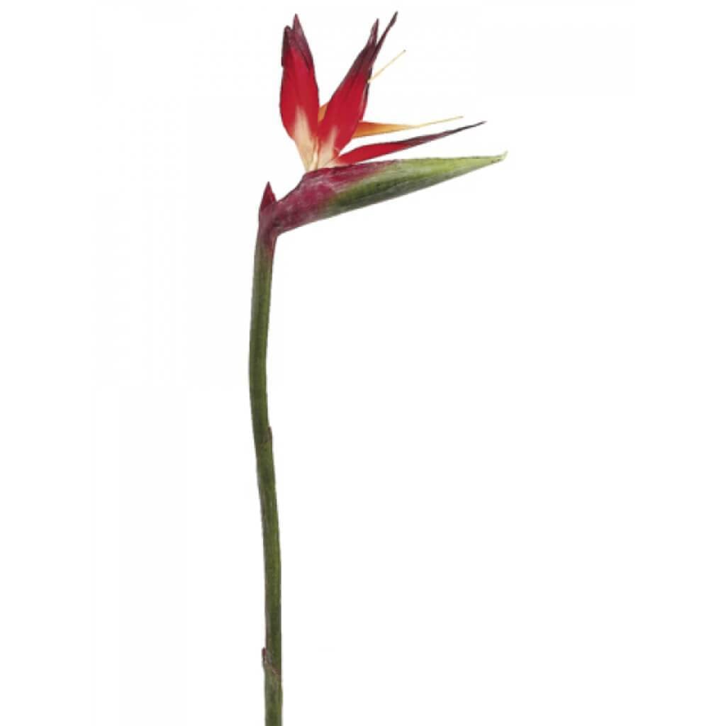 31"Lg Bird Of Paradise Sp.Reor 