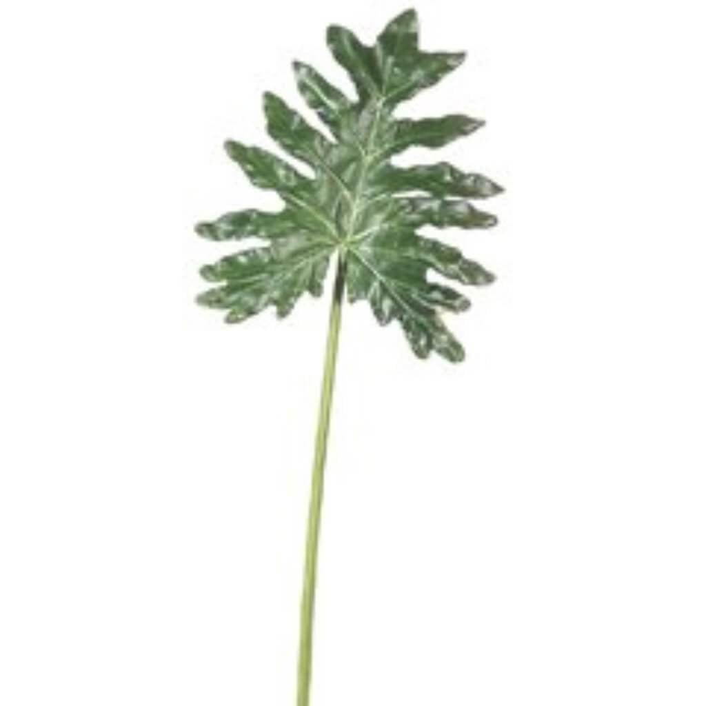 38"Split Philo Leaf Sp. Gr 