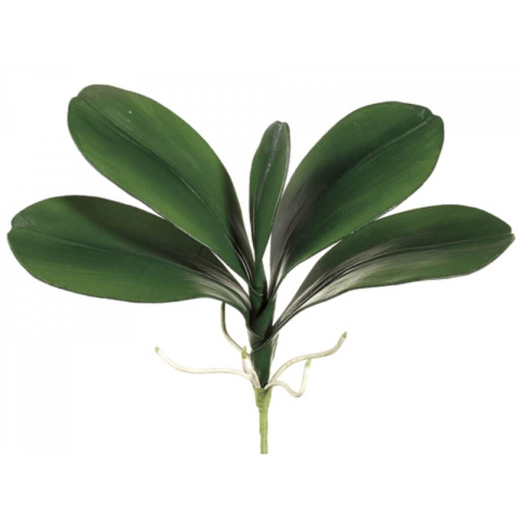 18"Phalaenopsis Leaf Pl.X5 Gr 
