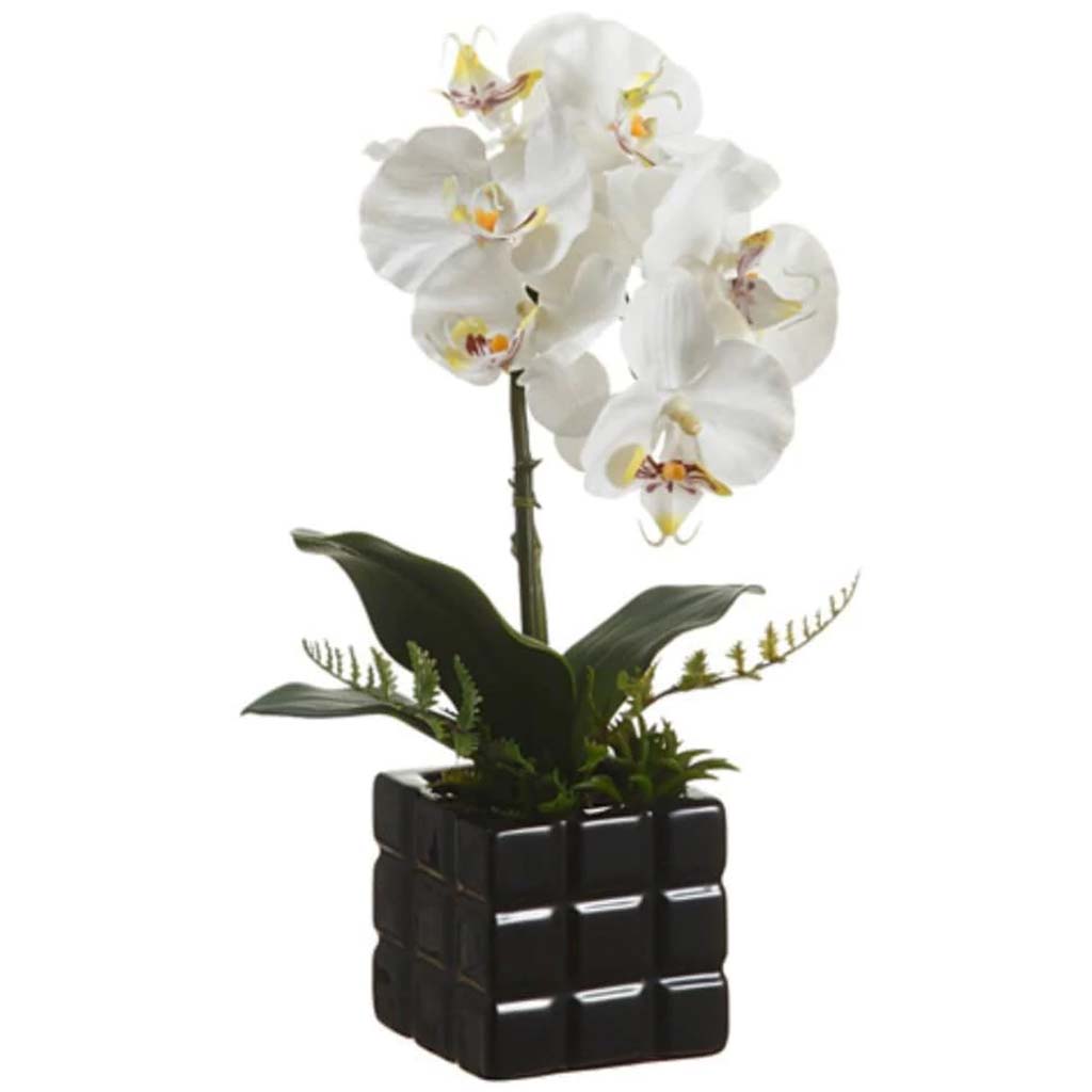 16"Phalaenopsis Plant (P)Wh/Ye 