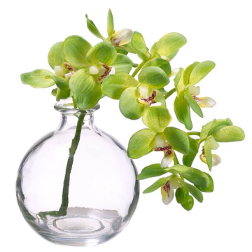 10"Phalaenopsis (Gla)Gr 