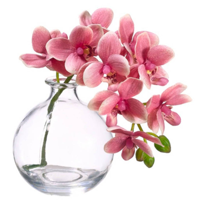10"Phalaenopsis (Gla)Pk 