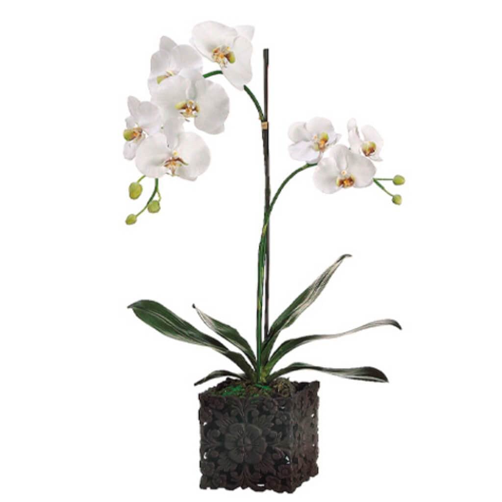 32&quot;Phalaenopsis Plant(P)Wh 