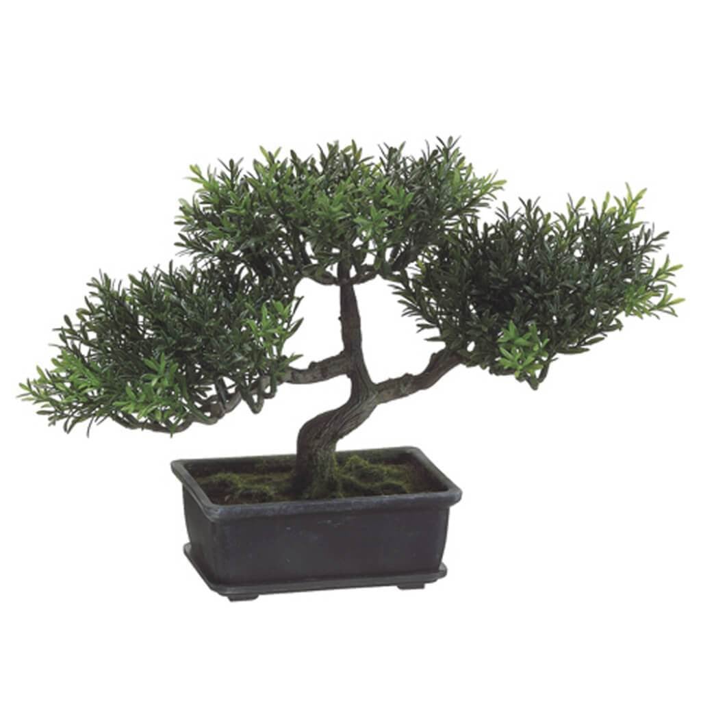 9&quot;Tea Lf Bonsai 98L (P)Gr 