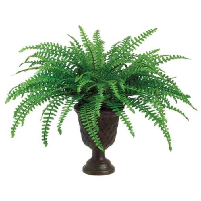 Boston Fern In Pot 22In Green 