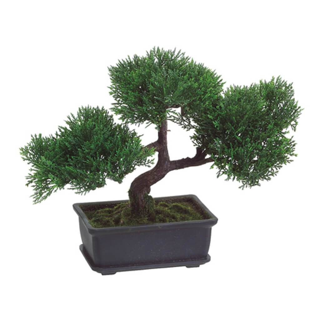 9&quot;Cedar Bonsai 113L (P)Gr 