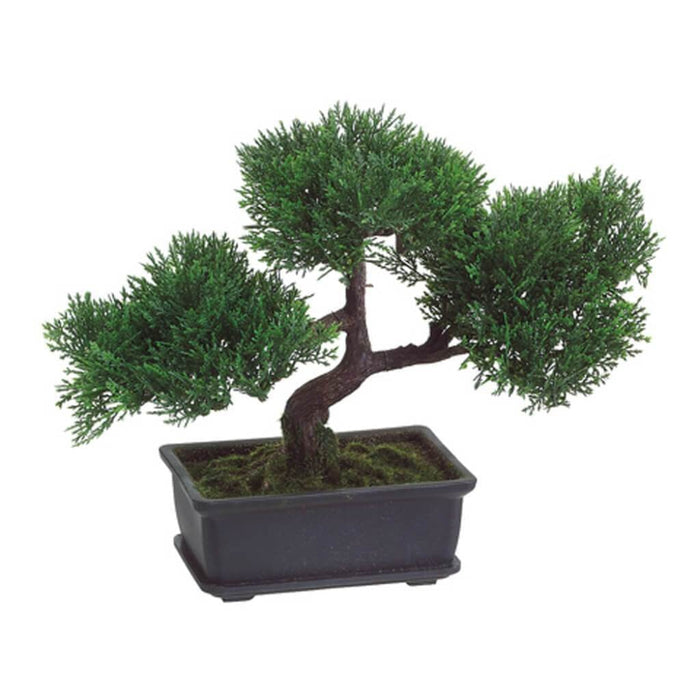 9"Cedar Bonsai 113L (P)Gr 