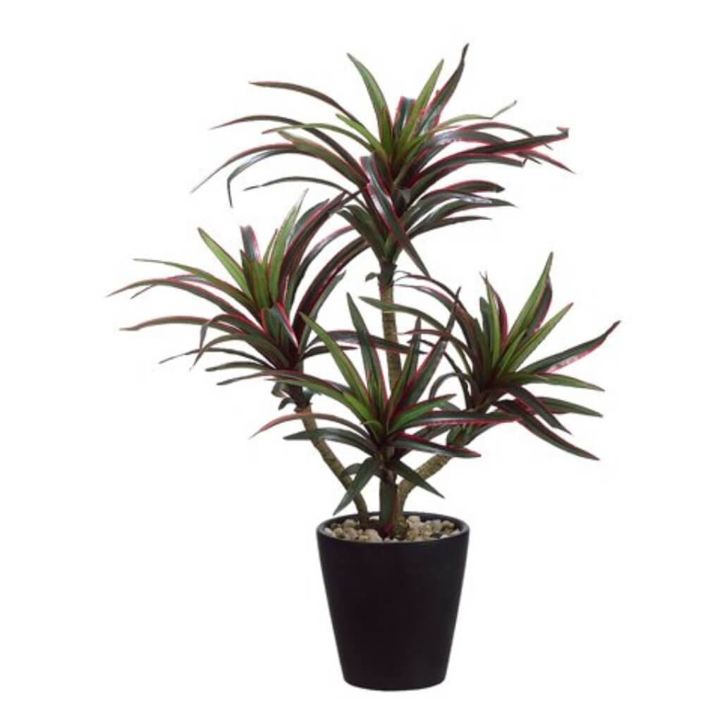 20"Dracaena Plant (P)Gr/Re 