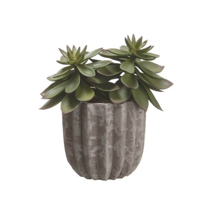 7.5"Echeveria In Cement Pot 