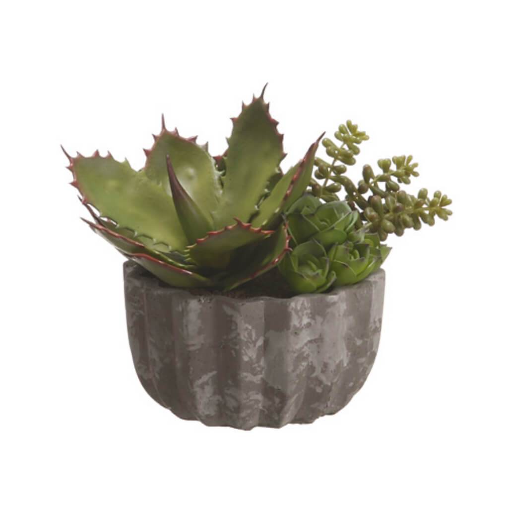 Succulent Garden In Pot 7.75&quot; 