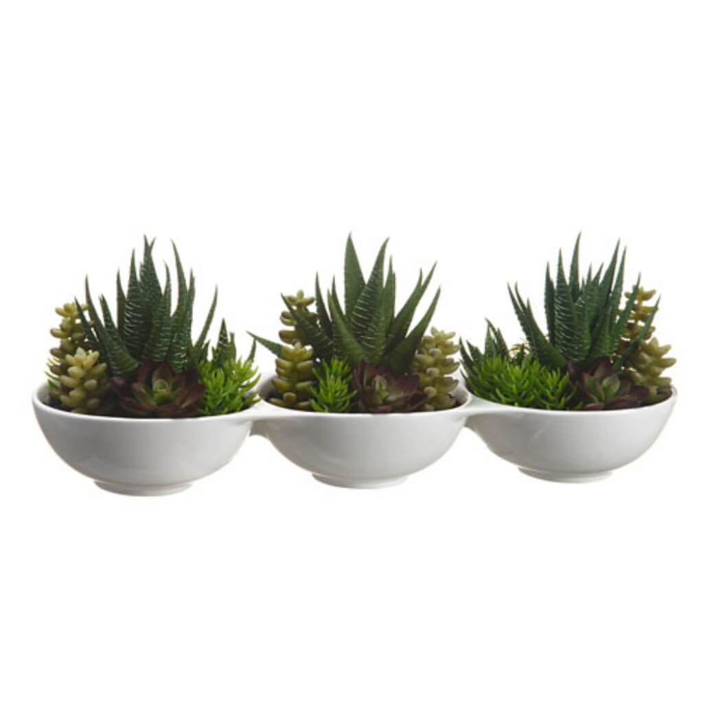 Succulent Garden In Pot 5" 