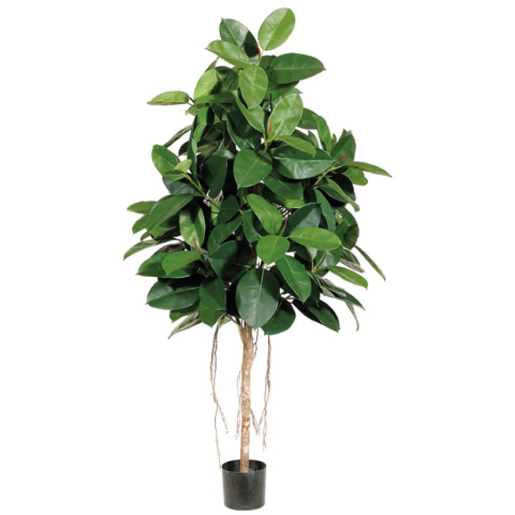 Rubber Tree with 174 Leaves in Pot Two Tone Green, 6ft