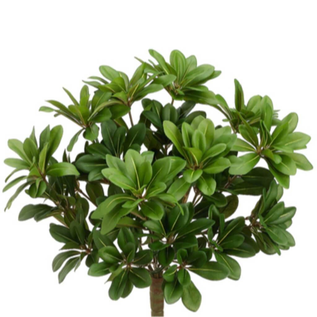 16&quot;Pittosporum Bush 384L Gr 