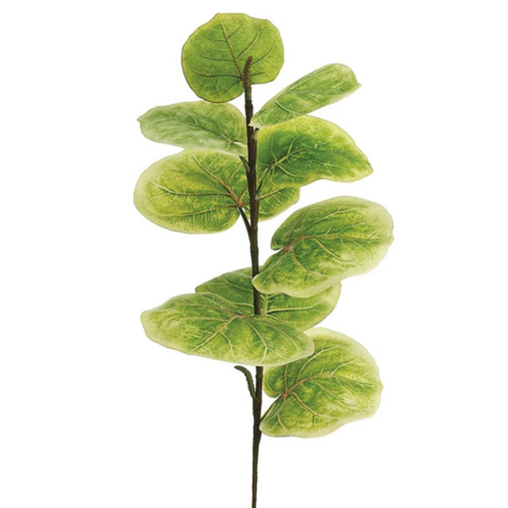 25"Seagrape Spray 9L Gr/Lt 