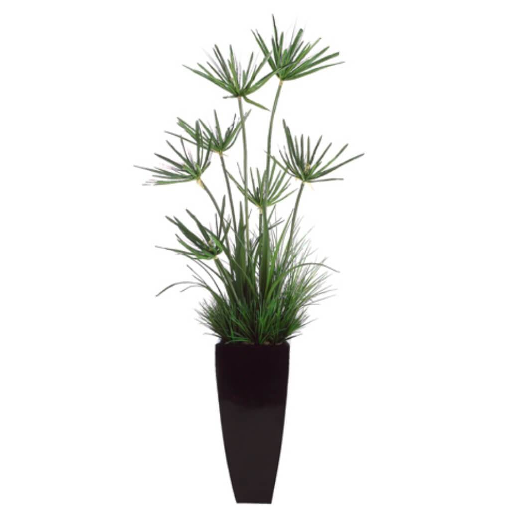 6'Cypress Grass in Cntr Gr 