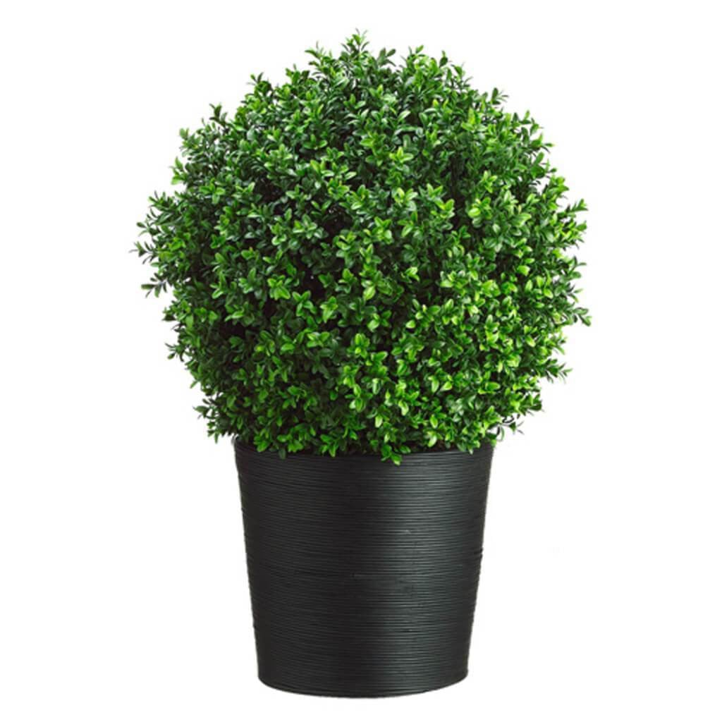 30H16W16"L Boxwood Topiary(Pot 