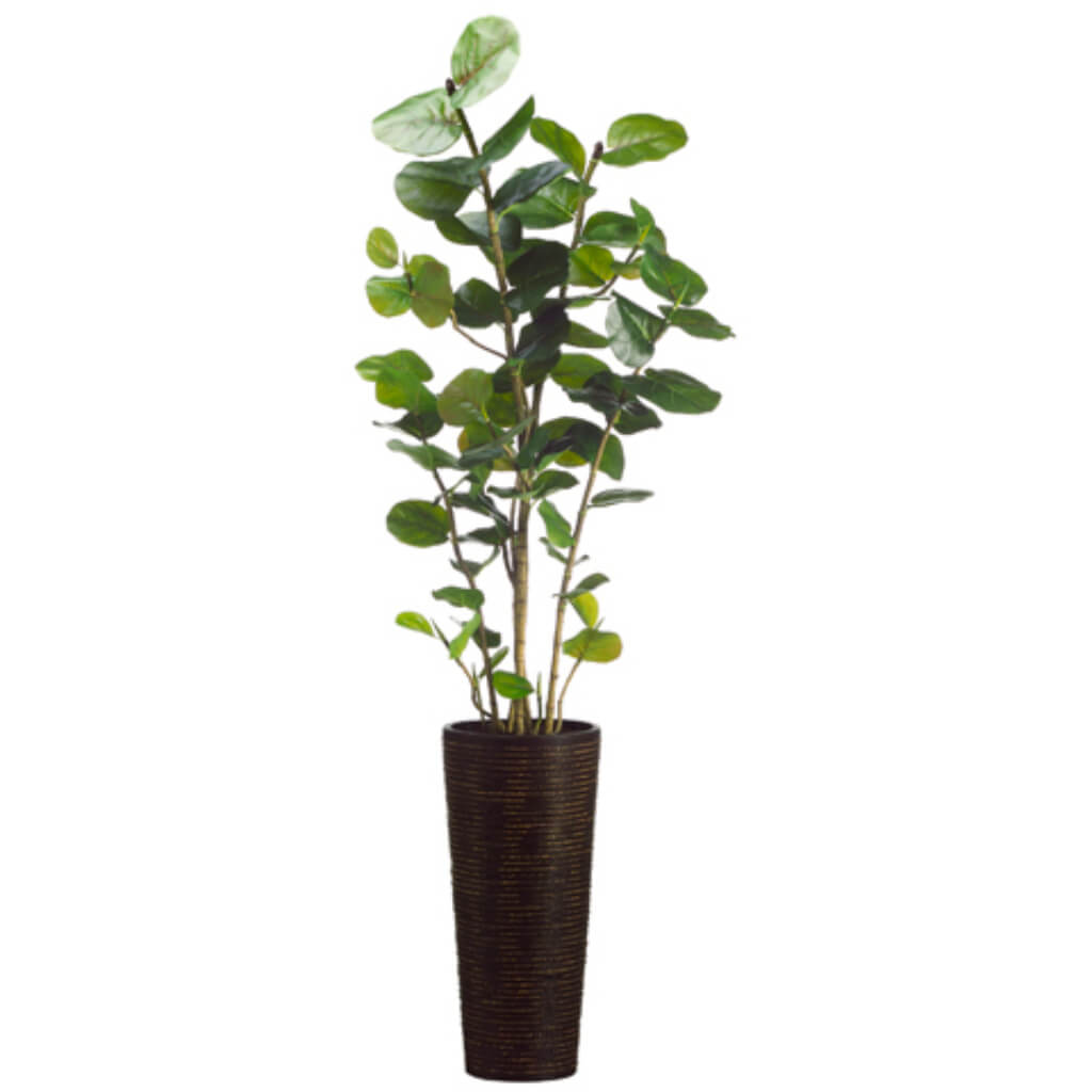 Eva Sea Grape Plant in Bamboo/Rope Container Green, 75in