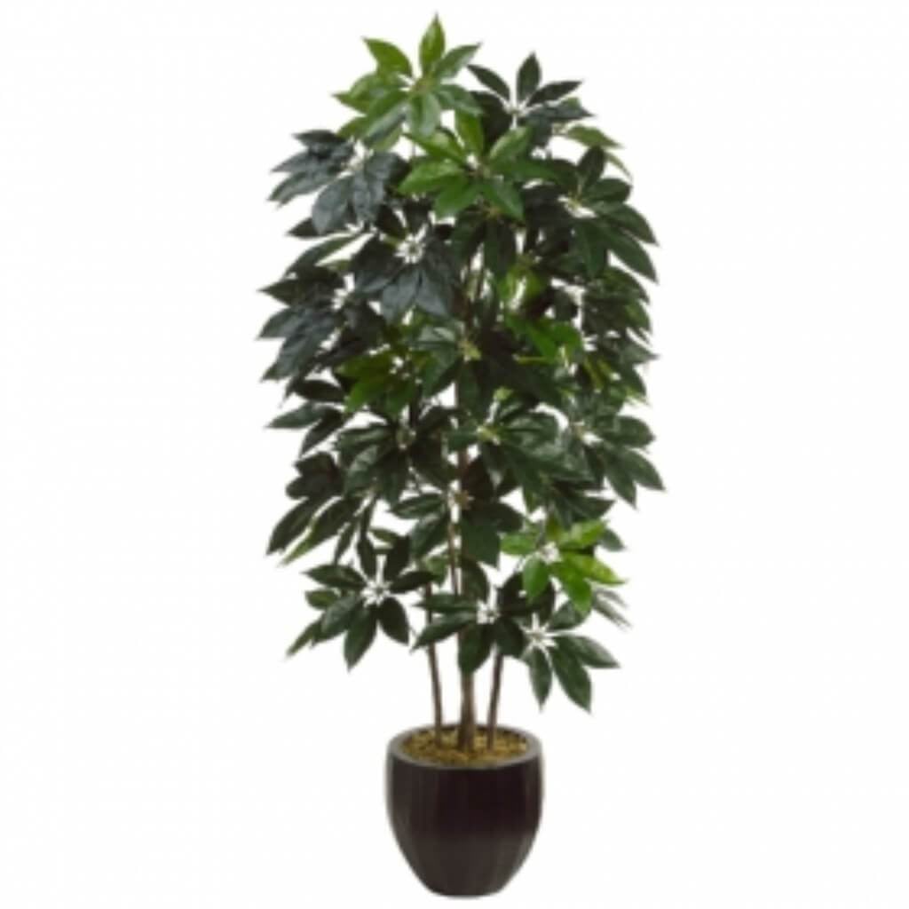 8&#39;Schefflera Tree(P) 