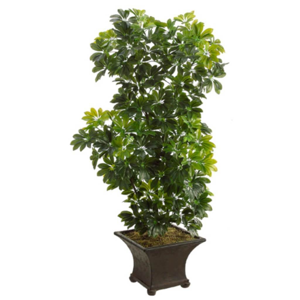 5.5&#39;Schefflera Tree(P) 