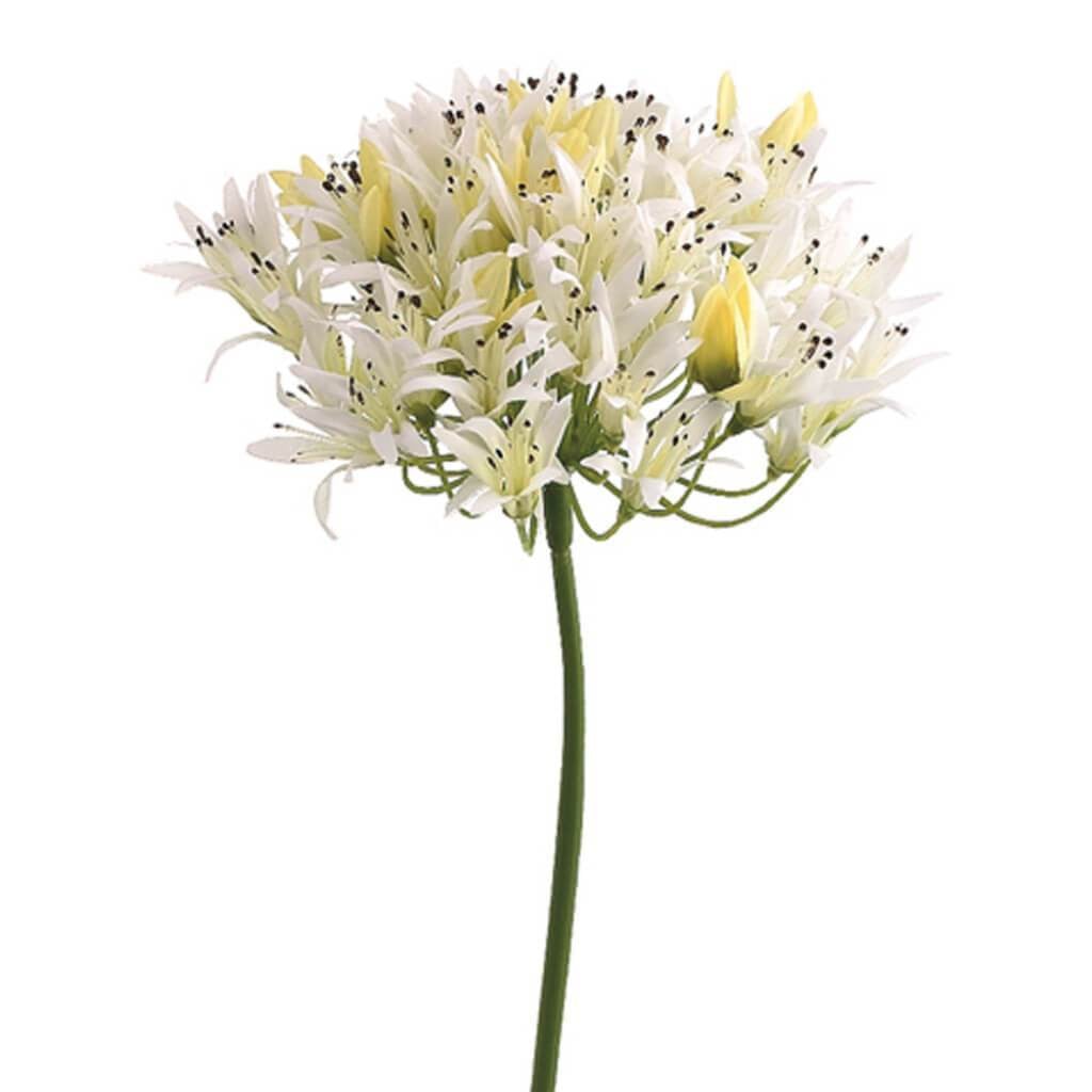 27&quot;Agapanthus Spray White 