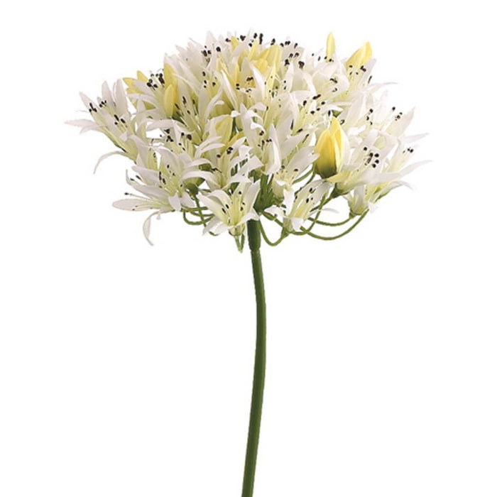 27"Agapanthus Spray White 