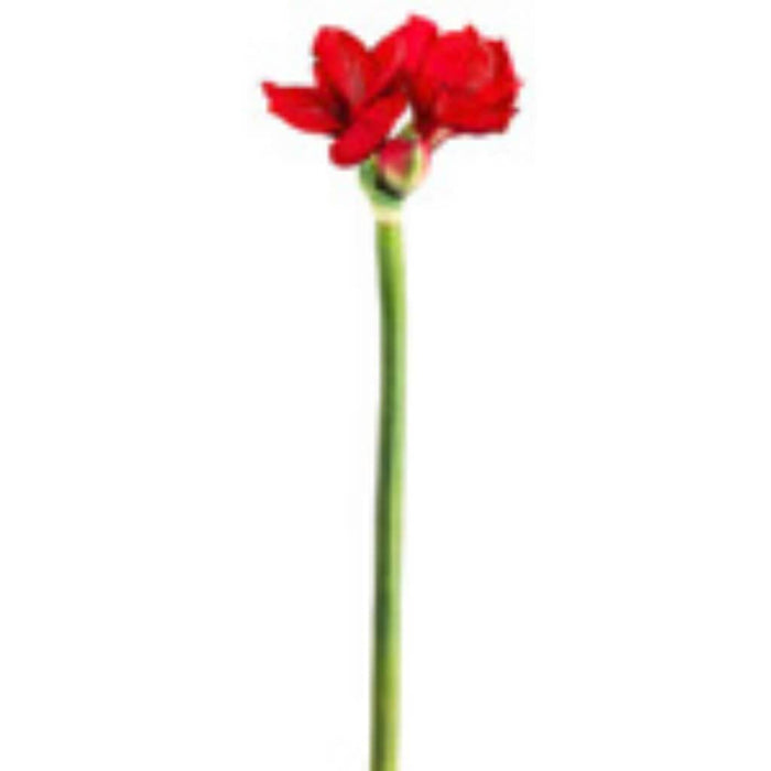 29"Rt Amaryllis Spray Re 