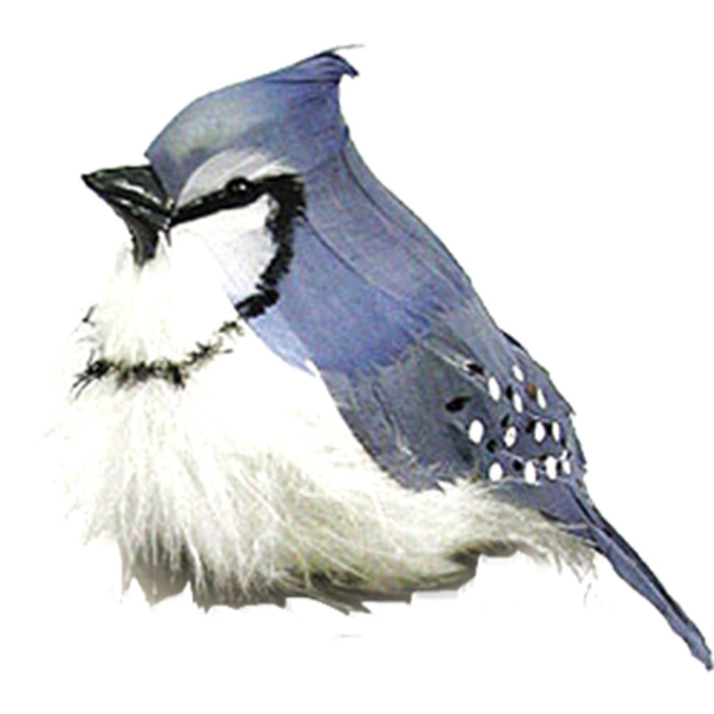Bird Feather Fat Bluejay 