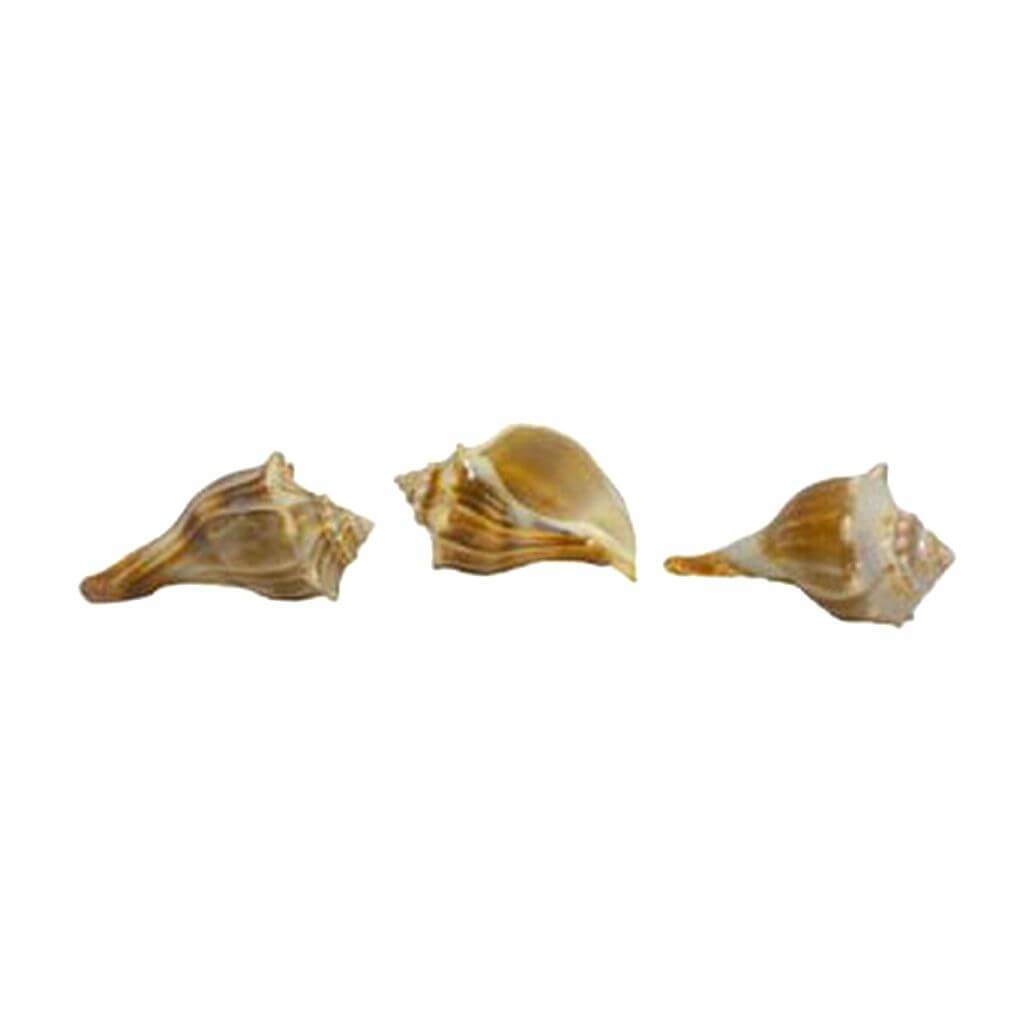 Orange Whelk Laquered 12-14cm