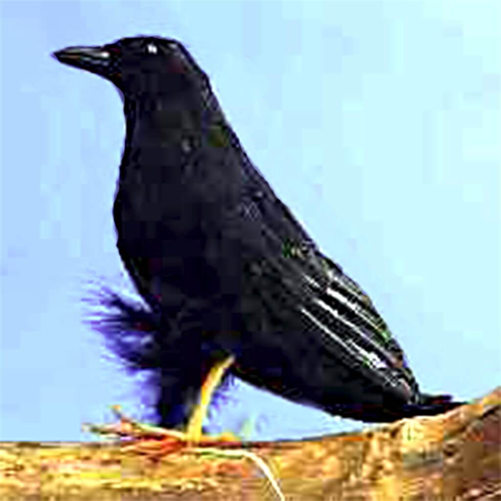 Feather Raven 10in