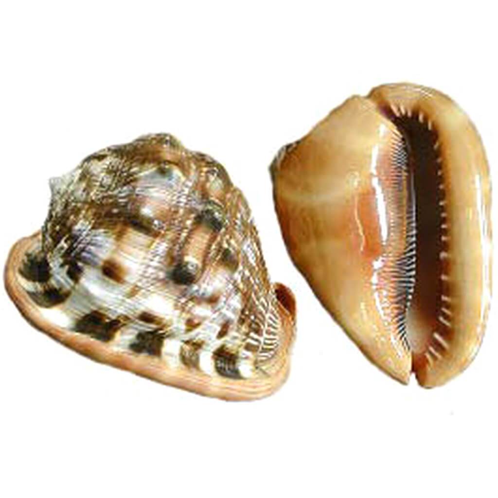 Shell Cameo Up  6in