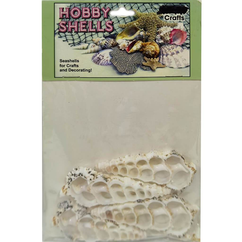 Nobby Cerithium Seashell Slice