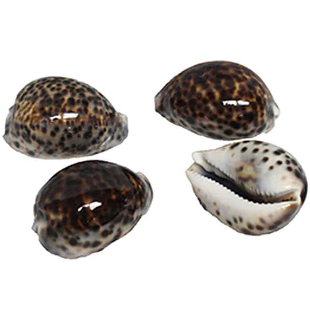 Tiger Cowrie Seashells 7-8cm