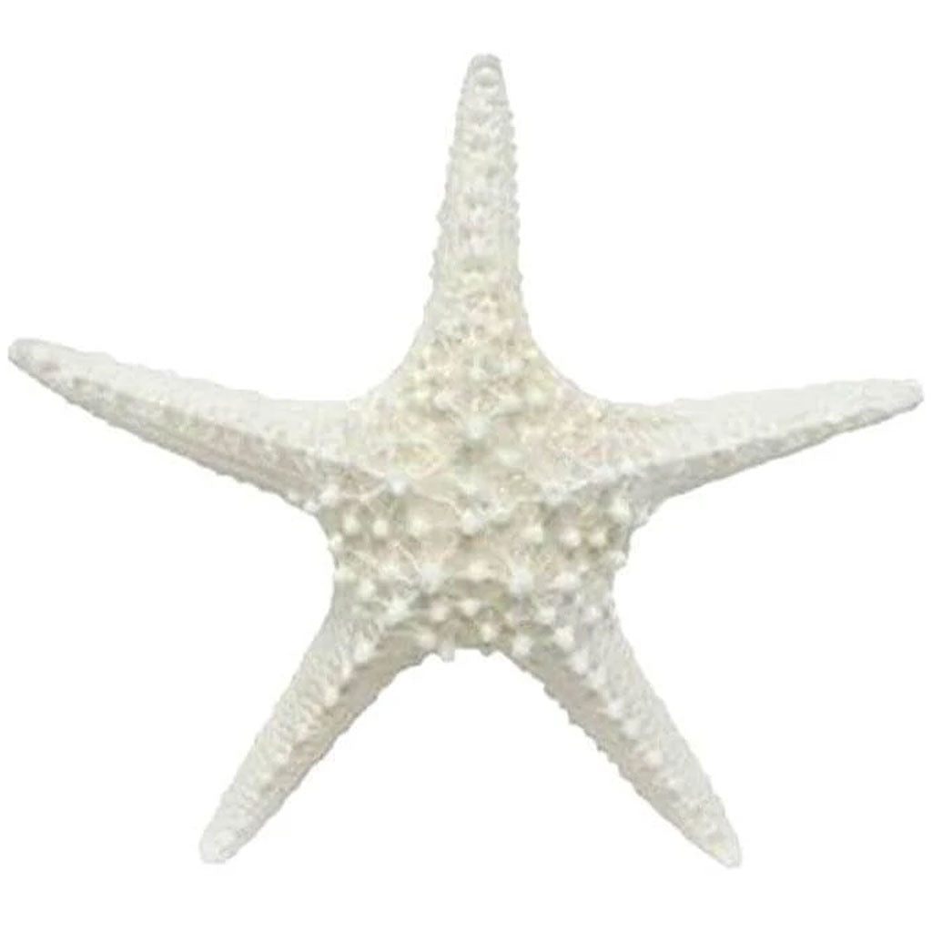 Starfish Spiny White 4-6in