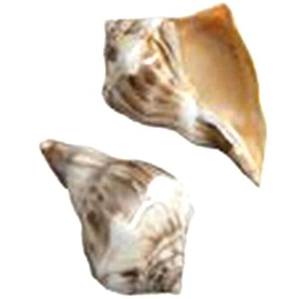 Polished Orange Whelk Seashell 10-12cm