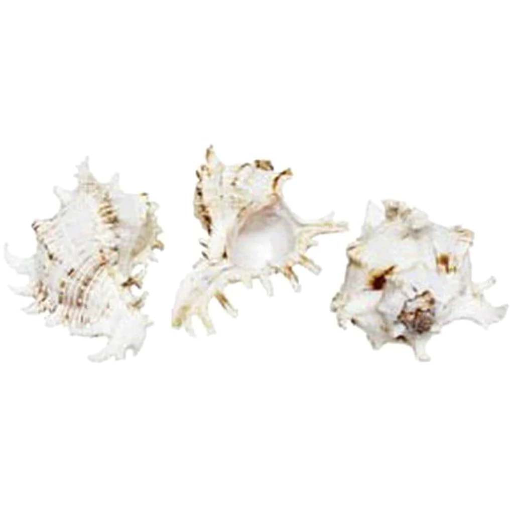 Murex Ramosus Seashells 4-5in