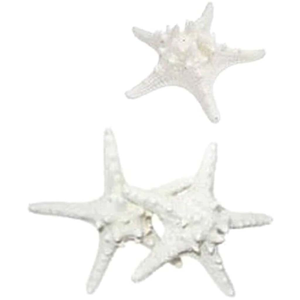 White Armoured Starfish 4-5in