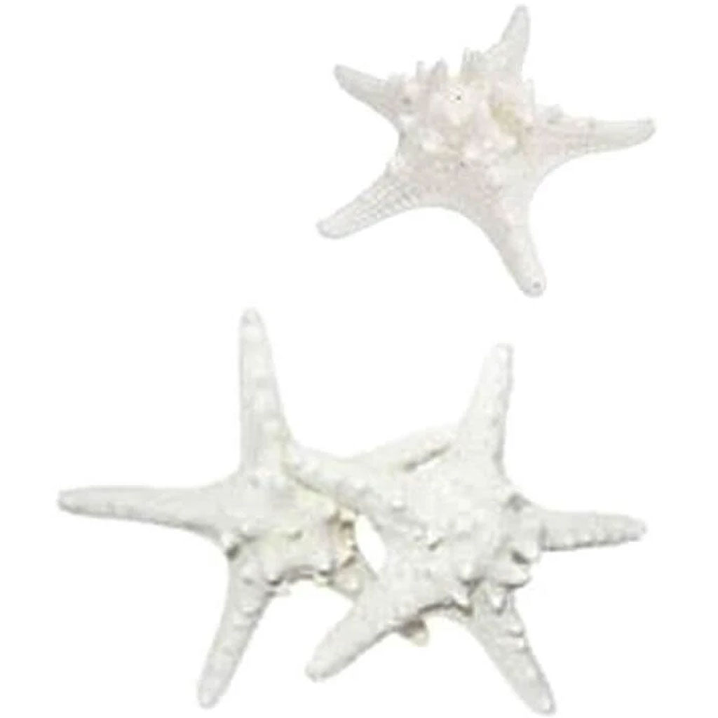 White Armoured Starfish 3-4in