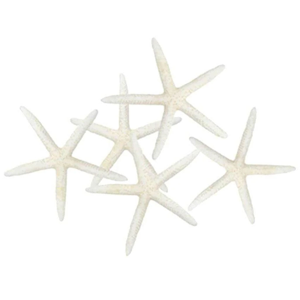 White Finger Starfish 4-5in