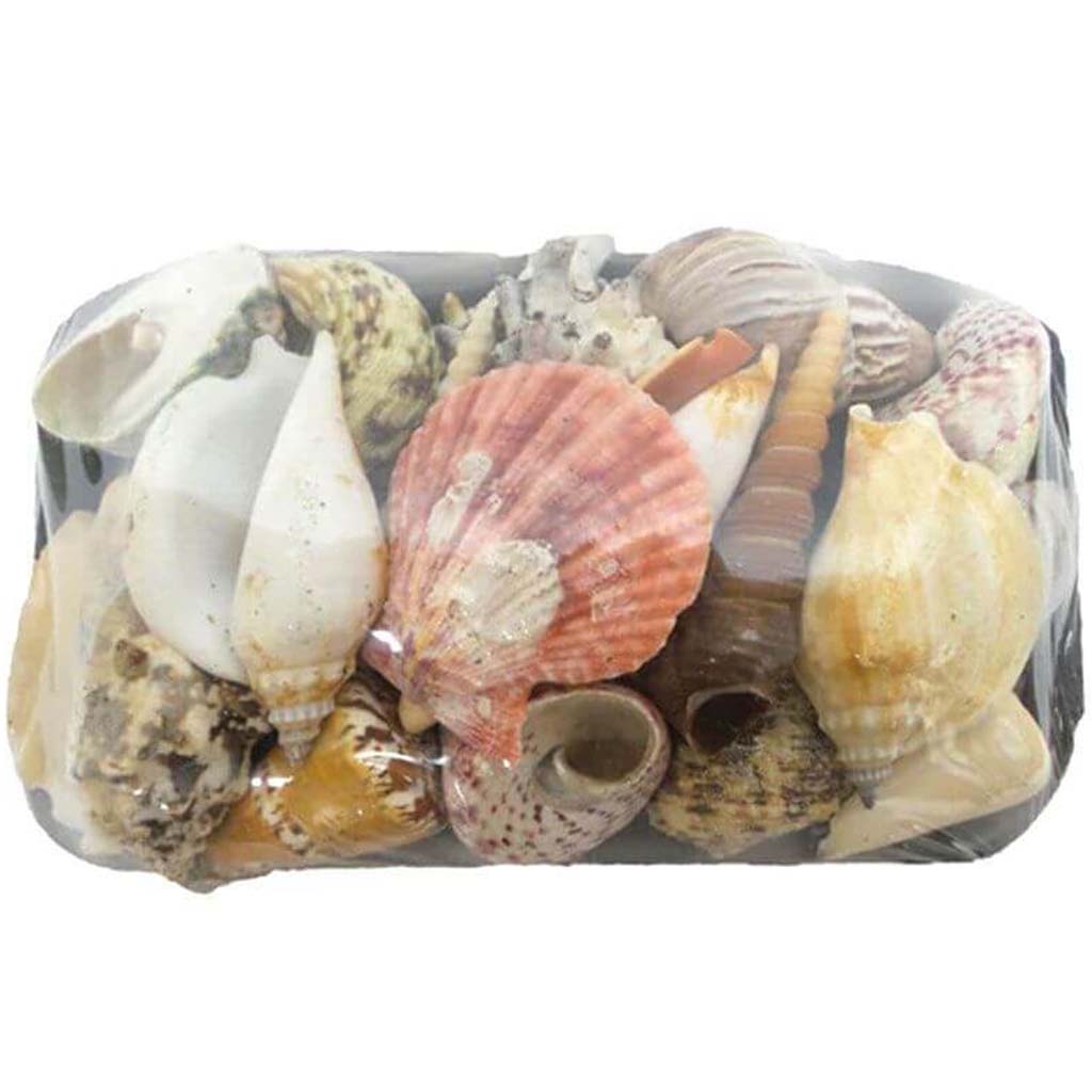 17-S Seashell Pack